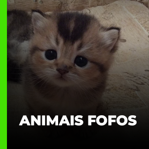 Animais Fofos